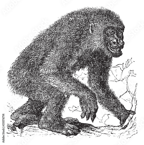 Gorilla vintage engraving photo