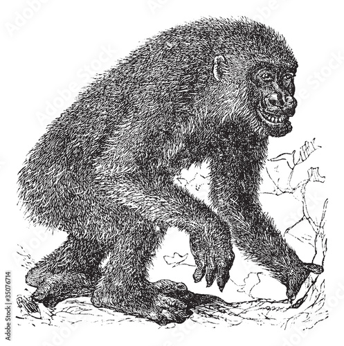 Gorilla vintage engraving