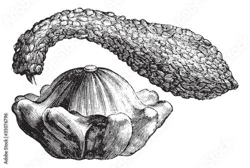Calabash or Lagenaria vulgaris vintage engraving