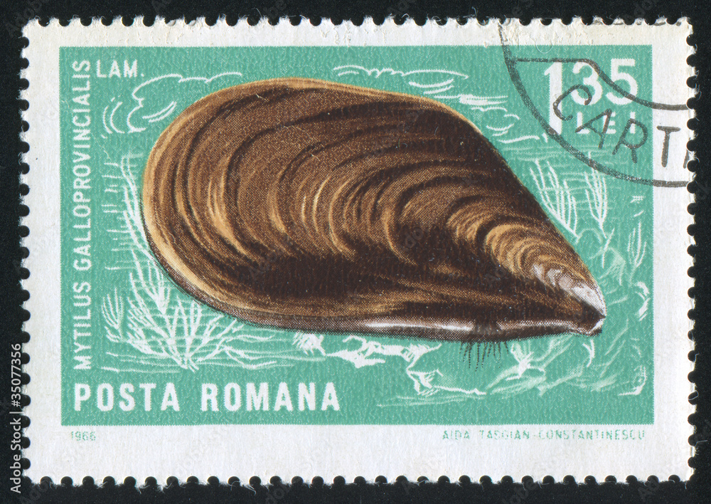 Fototapeta premium Mollusc