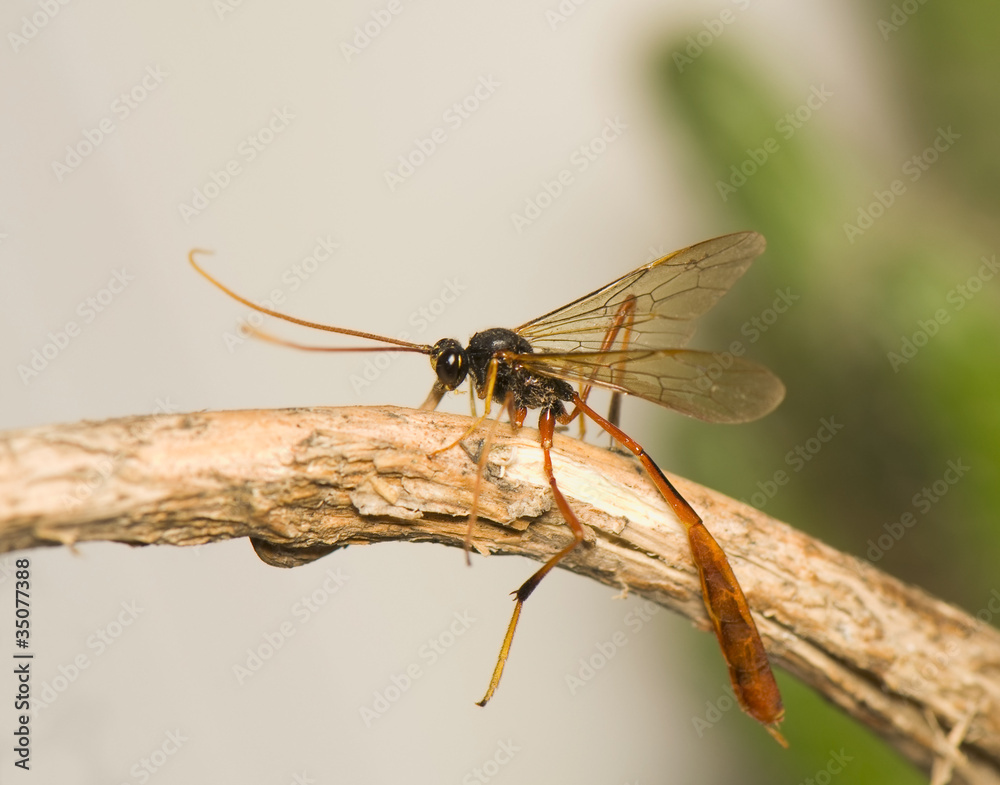 Ichneumonidae
