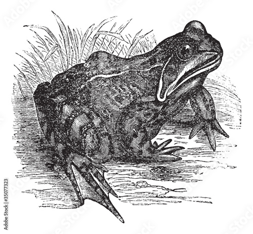 European common frog or Rana temporaria vintage engraving