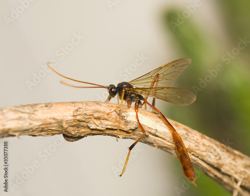 Ichneumonidae photo