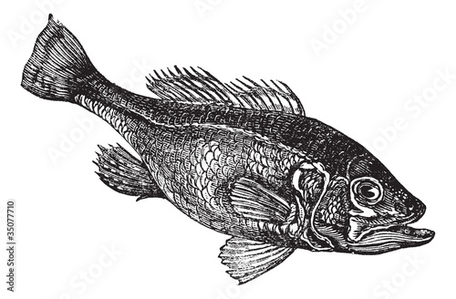 Largemouth bass (Micropterus salmoides) or widemouth bass vintag photo