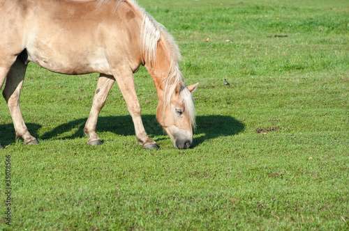 Grazing Horse