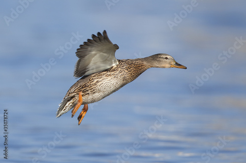 Female mallard landing on water