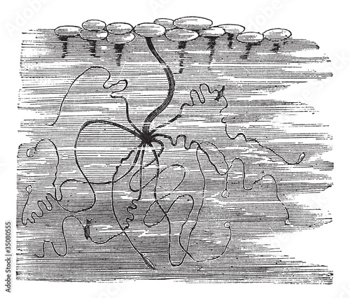 Hydra viridis or Chlorohydra viridis vintage engraving