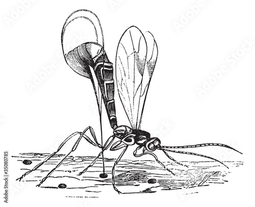 Ichneumon wasp or Ichneumon vintage engraving