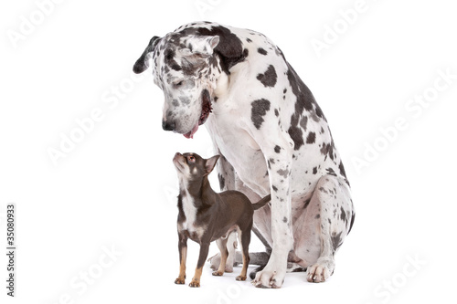 Great Dane HARLEQUIN and a chihuahua