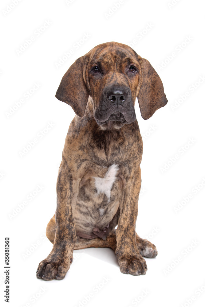 Brazilian Mastiff or Fila Brasileiro Stock Photo | Adobe Stock