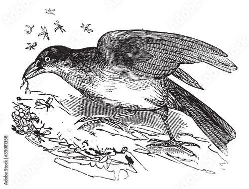 Greater Honeyguide or Indicator indicator vintage engraving