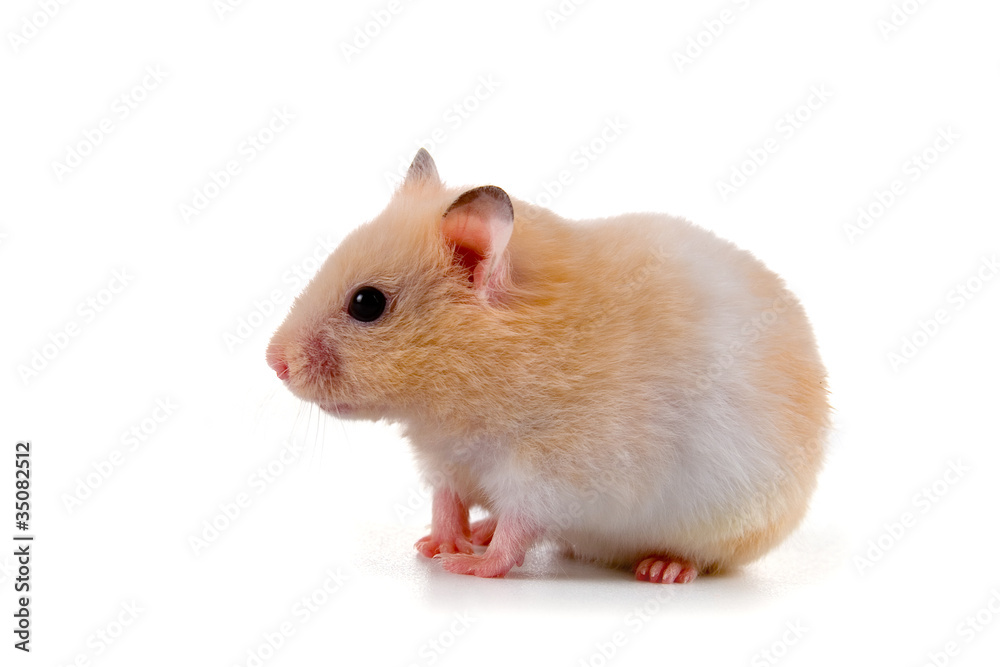 Hamster Hamster