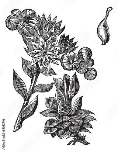 Common Houseleek or Sempervivum tectorum vintage engraving