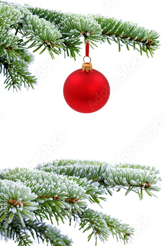 Christmas evergreen spruce tree and red glass ball