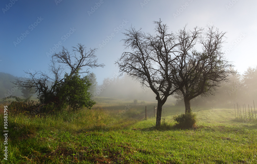 Mist in field with tree - Slovakia, Zazriva