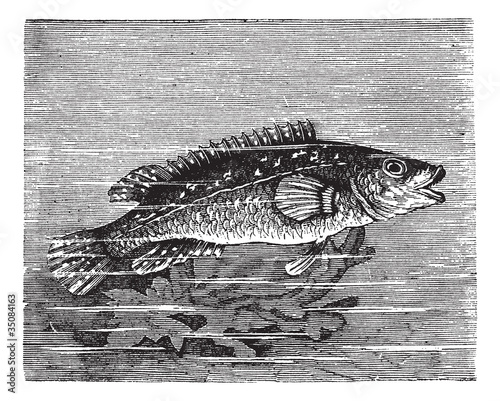 Vicille sea (Labrus maculatus) or Ballan wrasse vintage engravin