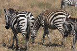 Zèbres dans le parc de Serengeti