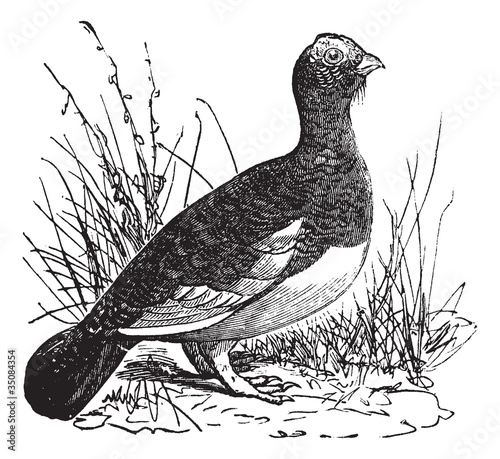 Willow Ptarmigan (Lagopus or Willow Grouse vintage engraving