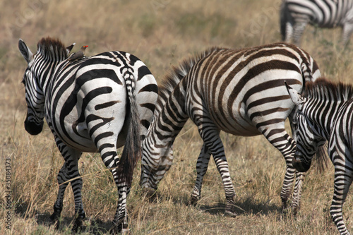 Z  bres dans le parc de Serengeti