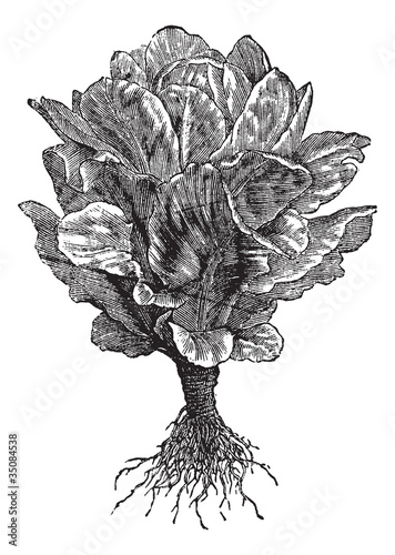 Romaine or Cos lettuce (Lactuca sativa) vintage engraving