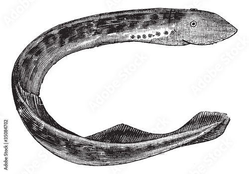 Lamprey of america (Petromyzon Americanus) or Sea lamprey vintag
