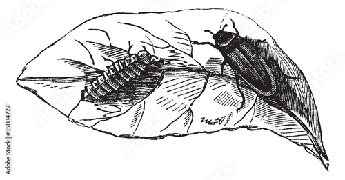 Glow worm (Lampyris Noctiluca) on leaf vintage engraving