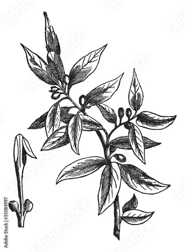 Bay leaves (Laurus nobilis) or sweet bay, vintage engraving