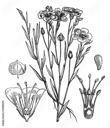 Common flax or Linseed vintage engraving