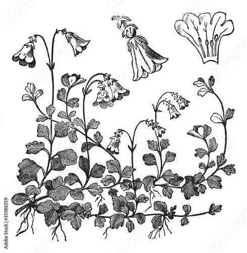 Linnaea borealis or Twinflower, vintage engraving