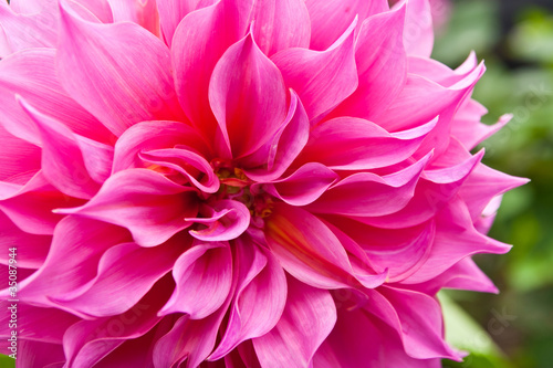 Pink floral © Akarapong Suppasarn