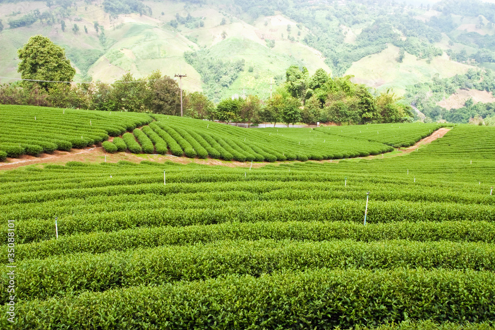 Green tea farm in north of Thailand