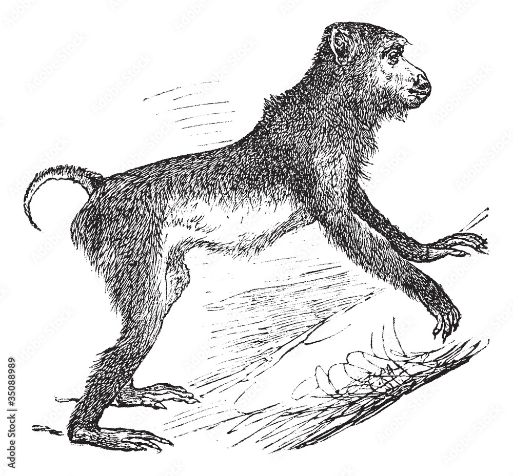 Fototapeta premium Pig-tailed macaque or Macaca nemestrina vintage engraving