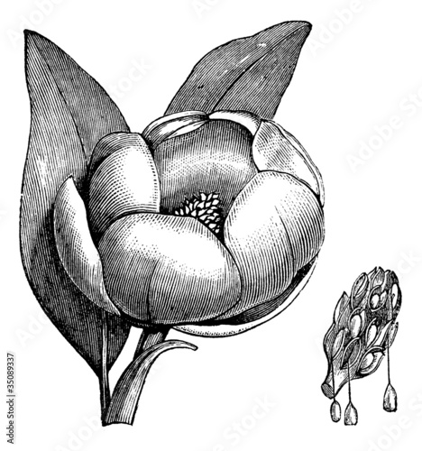 Sweetbay magnolia or Magnolia virginiana vintage engraving