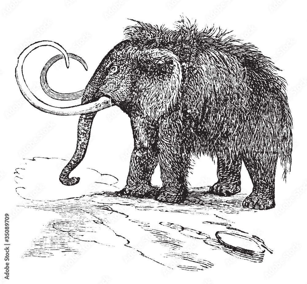 Fototapeta premium Woolly mammoth or Mammuthus primigenius vintage engraving