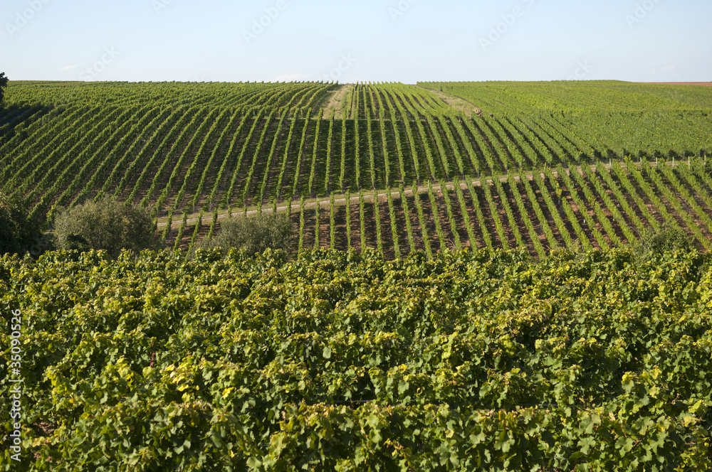 Wine grapes in the vineyard