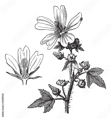 Common mallow or Malva sylvestris vintage engraving