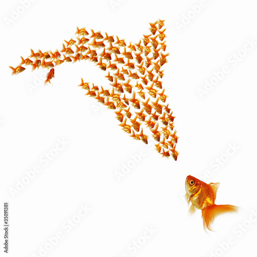 Canvas Print gold fish together