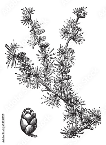Tamarack (Larix Americana) or Hackmatack, vintage engraving
