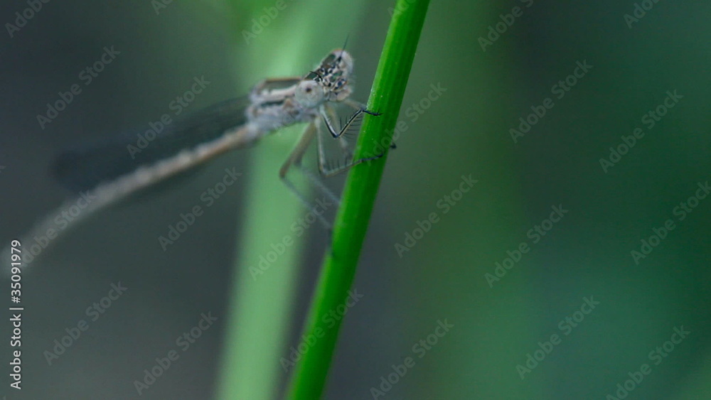A damselfly on a steam in the wild. A damselfly on a steam in the wild.