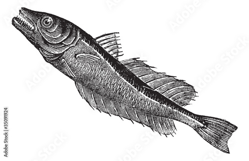 Common European hake (Merluccius vulgaris), vintage engraving
