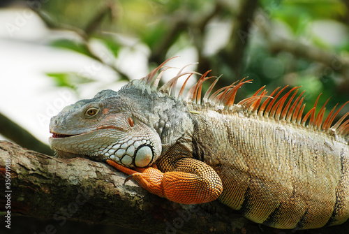 beautiful iguana