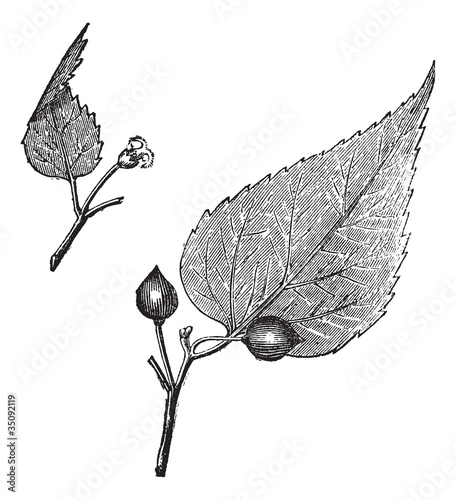 Virginia hackberry (Celtis occidentalis) or nettletree, vintage