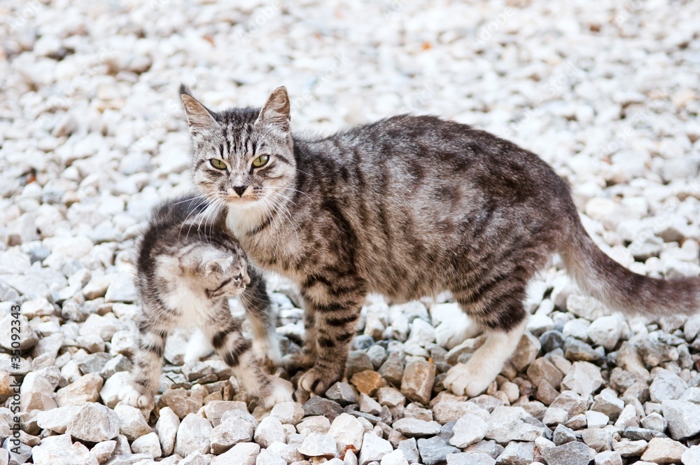 cat and kitten cat and kitten
