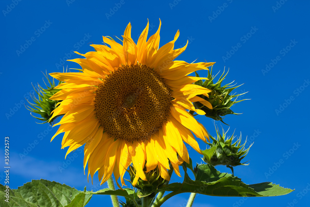 Close-up of sunflower against a blue sky background Close-up of sunflower against a blue sky background