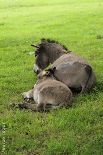 Mutter mit Fohlen