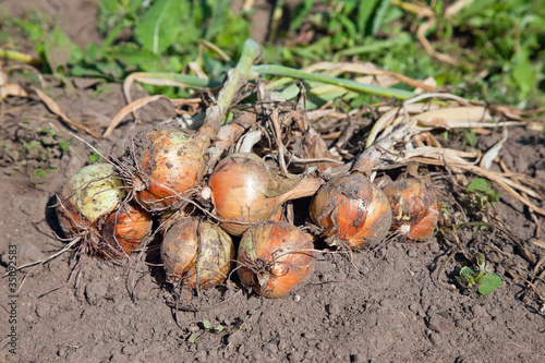 Freshly dug organic onions drying on the soil surface