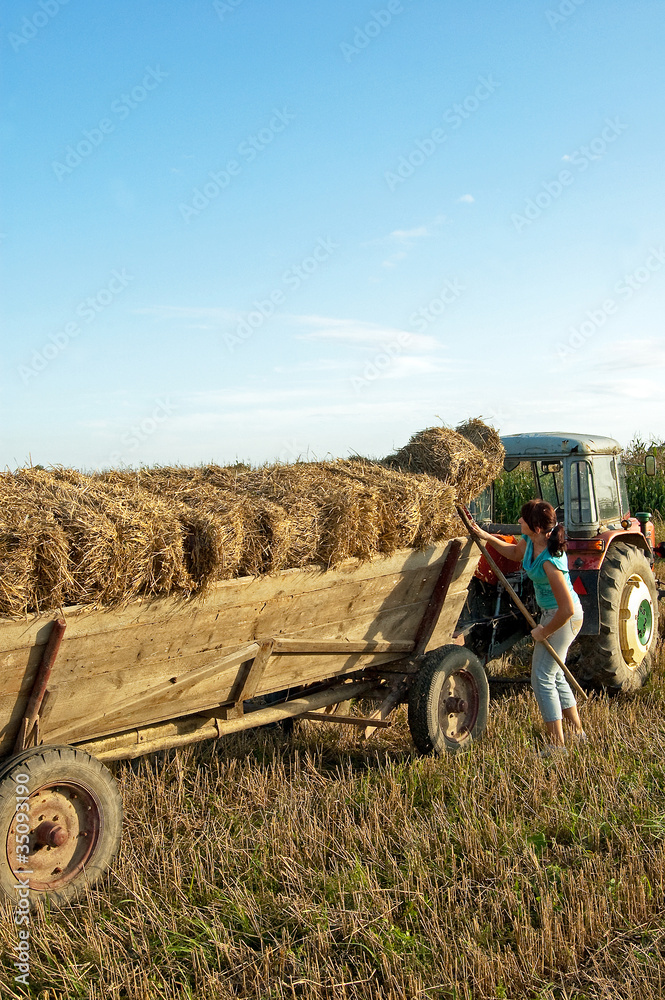 Obraz premium Baling hay in filed