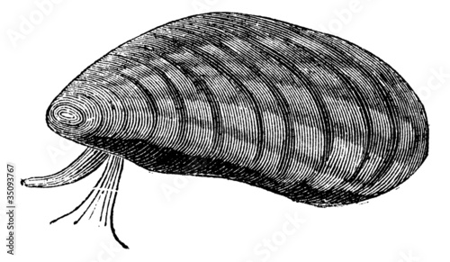 Mussels (Mytilus edulis) isolated on white, vintage engraving