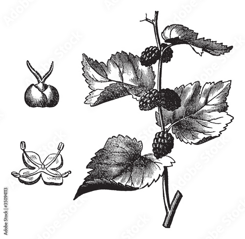 Black mulberry (Morus nigra), vintage engraving