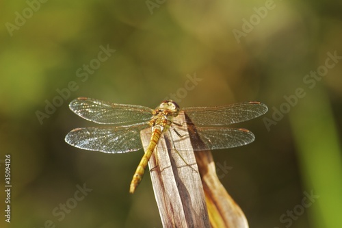 resting dragonfly 2